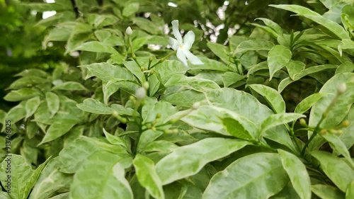 Tabernaemontana divaricata commonly called pinwheel flower, crape jasmine, East India rosebay and Nero's crown is an evergreen shrub or small tree native to South Asia Garden : Footage Pan and Track