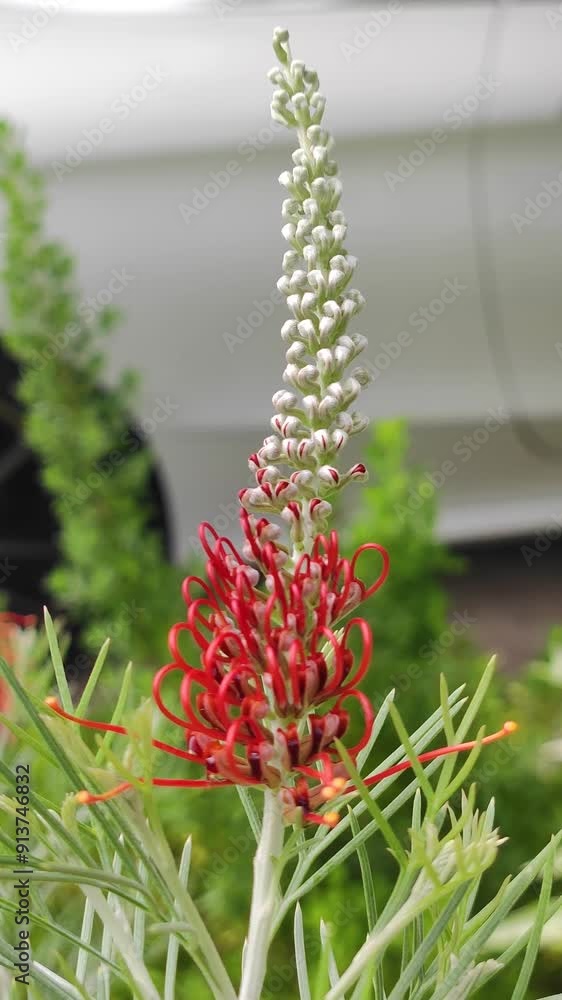 Grevillea commonly known as spider flowers is a genus of about 360 species of evergreen flowering plants in the family Proteaceae. Flower Footage in the Garden Bangkok Thailand Grevillea commonly known as spider flowers is a genus of about 360 species of evergreen flowering plants in the family Proteaceae. Flower Footage in the Garden Bangkok Thailand