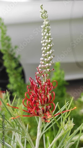 Grevillea commonly known as spider flowers is a genus of about 360 species of evergreen flowering plants in the family Proteaceae. Flower Footage in the Garden Bangkok Thailand