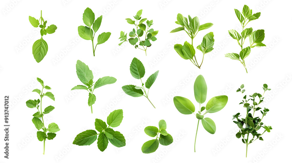 Fresh Green Herbs with Transparent Background, Isolated on Black, Culinary and Medicinal Plants Fresh Green Herbs with Transparent Background, Isolated on Black, Culinary and Medicinal Plants