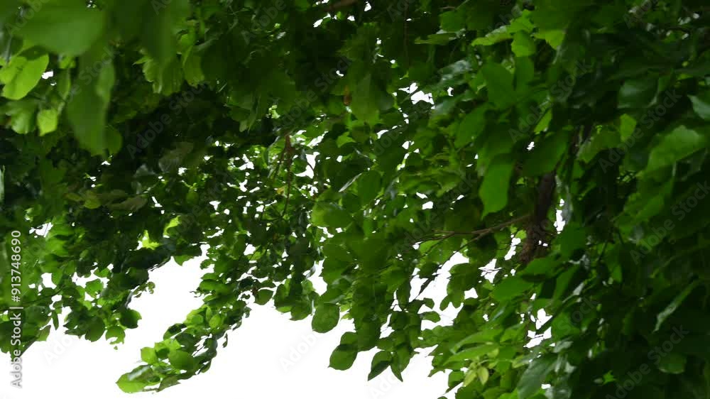 Millettia pinnata tree. It is a species of tree in the pea family Fabaceae. Its other names Pongamia pinnata, Indian beech and Pongame oiltree. Oil is extracted from its seeds. Ayurvedic medicine. Millettia pinnata tree. It is a species of tree in the pea family Fabaceae. Its other names Pongamia pinnata, Indian beech and Pongame oiltree. Oil is extracted from its seeds. Ayurvedic medicine.