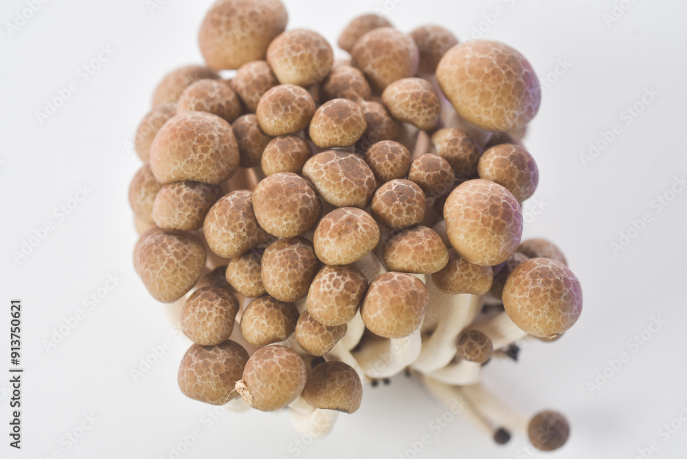 mushrooms on a white background mushrooms on a white background