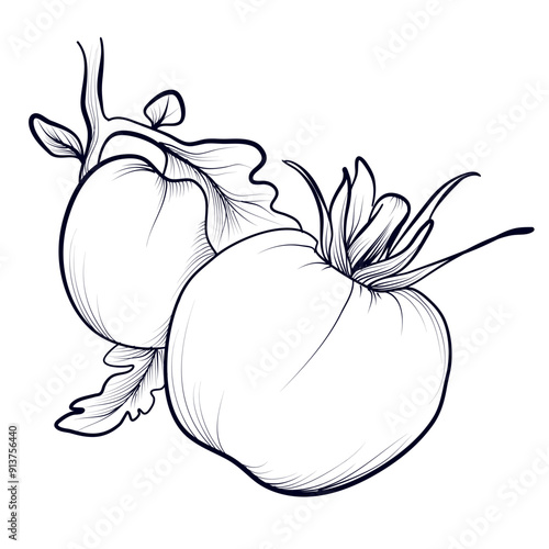 a hand-drawn drawing of a group of tomato fruits vector