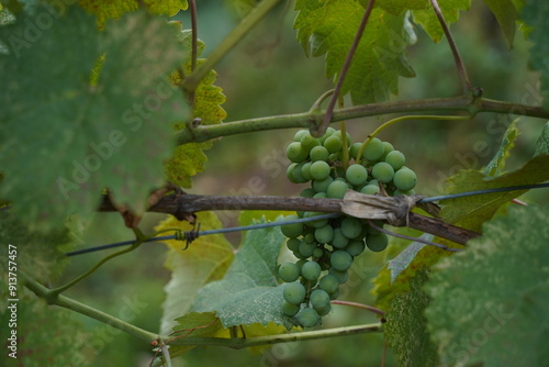 Ripening green bunches of grapes. The vineyard.