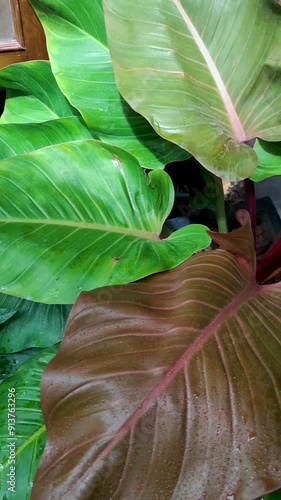 Philodendron Dark lord is a popular group of plants that are grown for their ornamental foliage. They are mostly climbing plants that can be grown in homes, greenhouses. Nature Footage Track in Garden