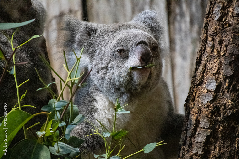 Koala eating leafs