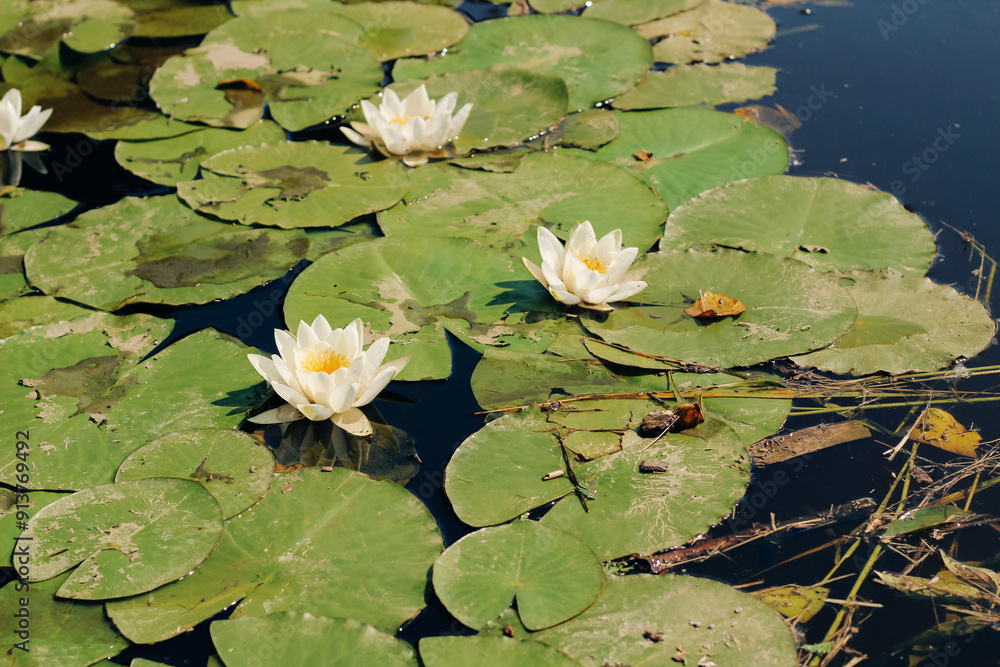 Water lily plant nymphaea candida on the lake Water lily plant nymphaea candida on the lake