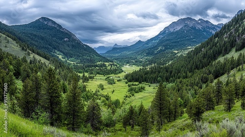 Remote forested valley with scattered pine cones and diverse topography, offering a serene and untouched landscape with plenty of copy space for various uses