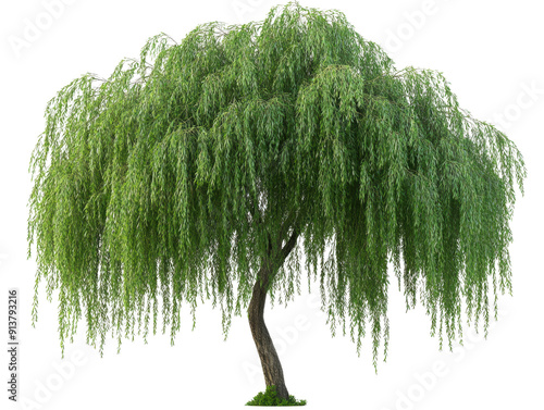 A majestic willow tree with drooping branches and lush green foliage, creating a serene and tranquil natural landscape.