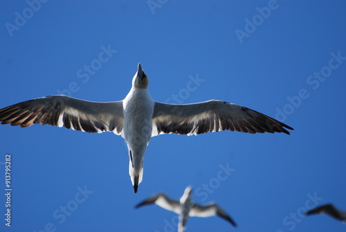 seagull in flight