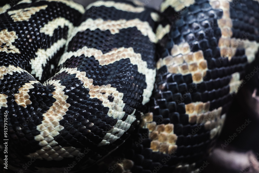 Detailed shot of a black and white snake's scales, focusing on the unique pattern and texture. The close-up perspective captures the glossy, almost metallic sheen of the reptile's skin. Detailed shot of a black and white snake's scales, focusing on the unique pattern and texture. The close-up perspective captures the glossy, almost metallic sheen of the reptile's skin.