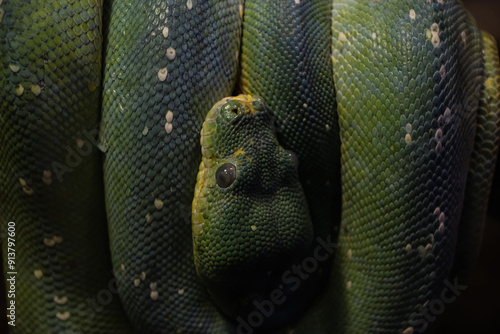 Detailed view of a green snake coiled around a branch, emphasizing the texture and vibrant coloration of its scales. The close-up composition draws attention to the intricate patterns and eye detail. photo