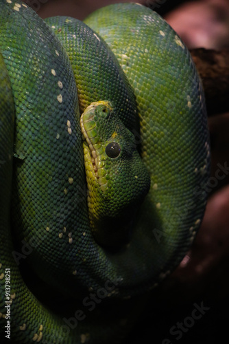 A close-up view of a green snake coiled on a branch, highlighting the detailed textures of its scales and the sharpness of its eye. The dark background contrasts with the vibrant green of the snake.