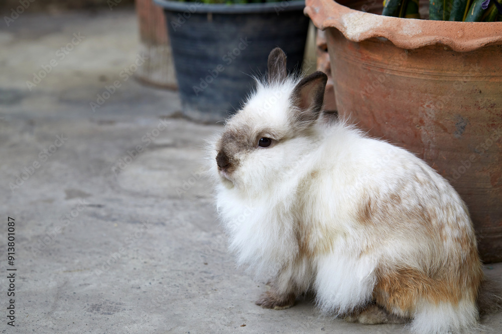 Obraz premium white rabbit on the floor