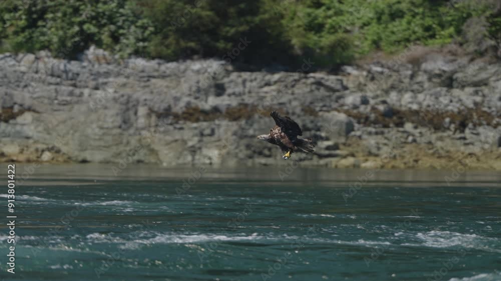 Eagle catching fish in the ocean in Canada Eagle catching fish in the ocean in Canada