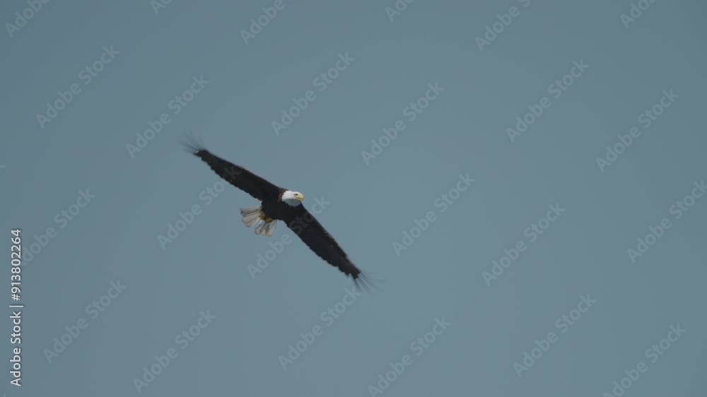 Eagle catching fish in the ocean in Canada Eagle catching fish in the ocean in Canada