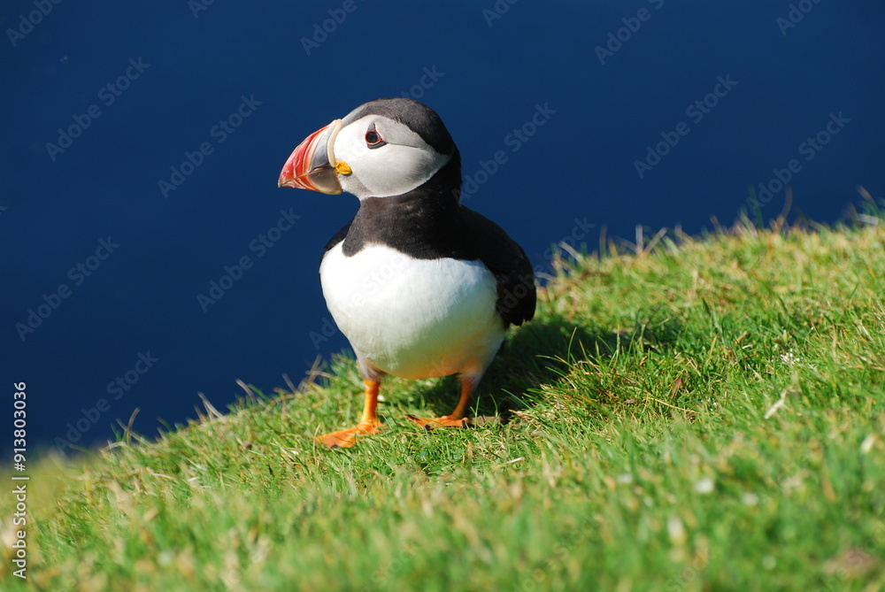 Puffin
