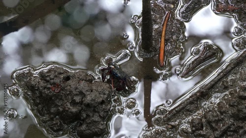 A small face-banded sesarmine crab foraging on the sediments and sipping on the minerals in the wet and swampy mudflats of mangrove forest, close up shot. photo