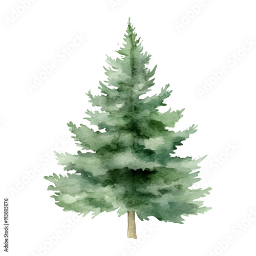 Watercolor pine trees on white background