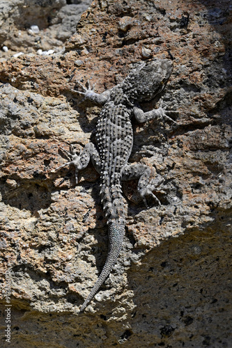 Ägäischer Nacktfinger, Ägäischer Nacktfinger-Gecko // Kotschy's gecko (Mediodactylus kotschyi) - Milos, Greece photo