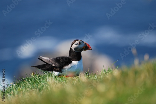 Puffin