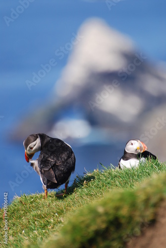 Puffin