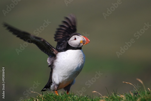 Puffin