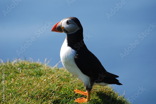 Puffin