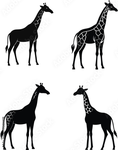 giraffe Silhouette on White Background 