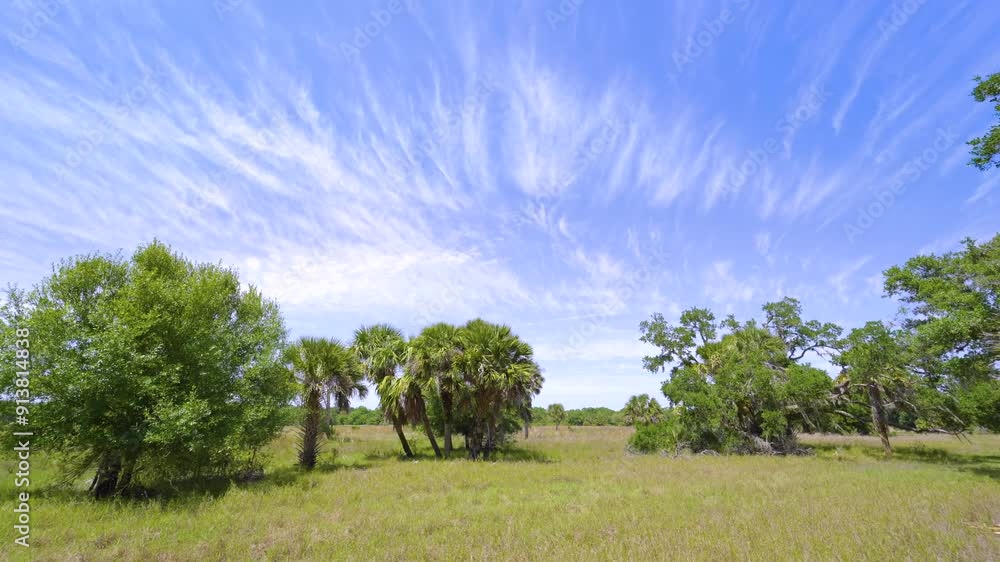 Wild tropical nature with green wetlands. Florida jungles with palm trees and vegetation in southern USA Wild tropical nature with green wetlands. Florida jungles with palm trees and vegetation in southern USA