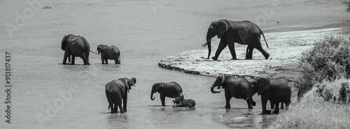 Canvas Print Herd of elephants crossing a river in a black and white photograph