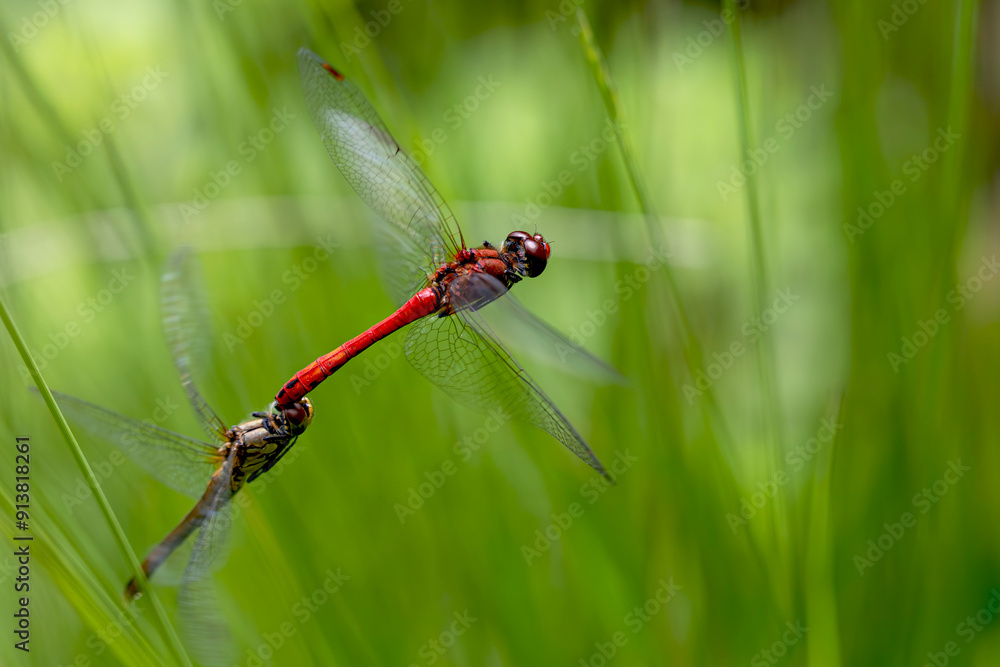 Mating dragonflies in flight Mating dragonflies in flight