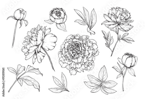 Set of hand drawn vector peonies and leaves in black and white sketch style