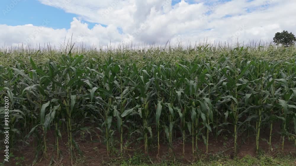 Maize field,corn field growing on soil against the dark sky Maize field,corn field growing on soil against the dark sky