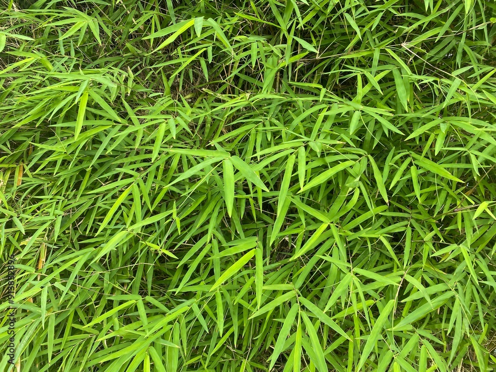 green grass texture