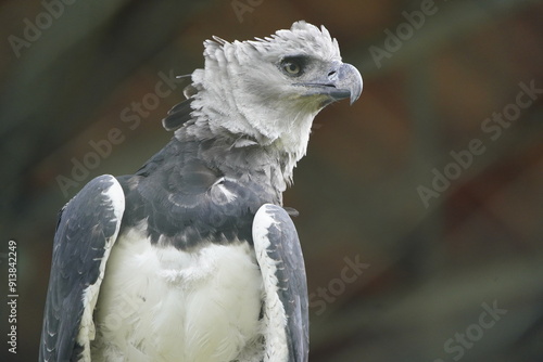 The harpy eagle (Harpia harpyja) is a large neotropical species of eagle. It is also called the American harpy eagle. Amazonas, Brazil. photo