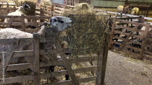 Sheep eating hay in a barn at lambing time, North Yorkshire, England, United Kingdom