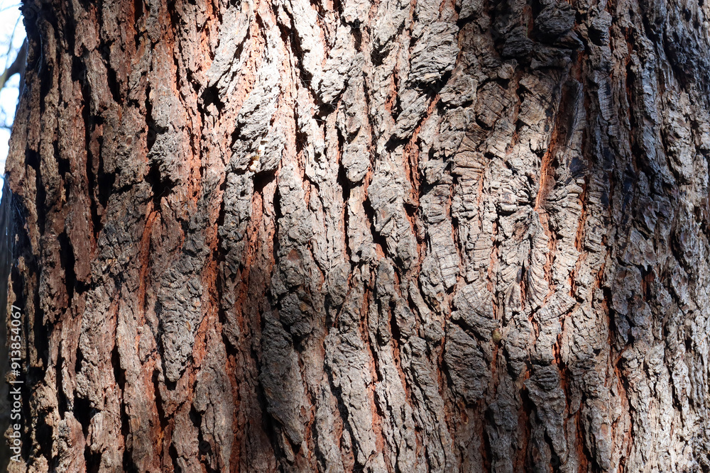 bark of a pine tree bark of a pine tree