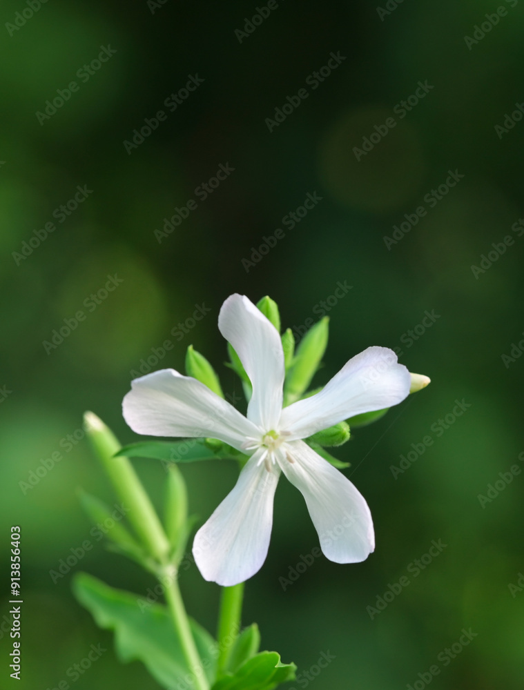 Beautiful close-up of saponaria officinalis
