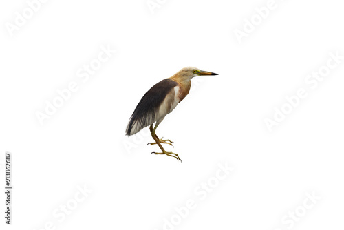 Close-up view of a single broadbill stork isolated on transparent background png file. photo