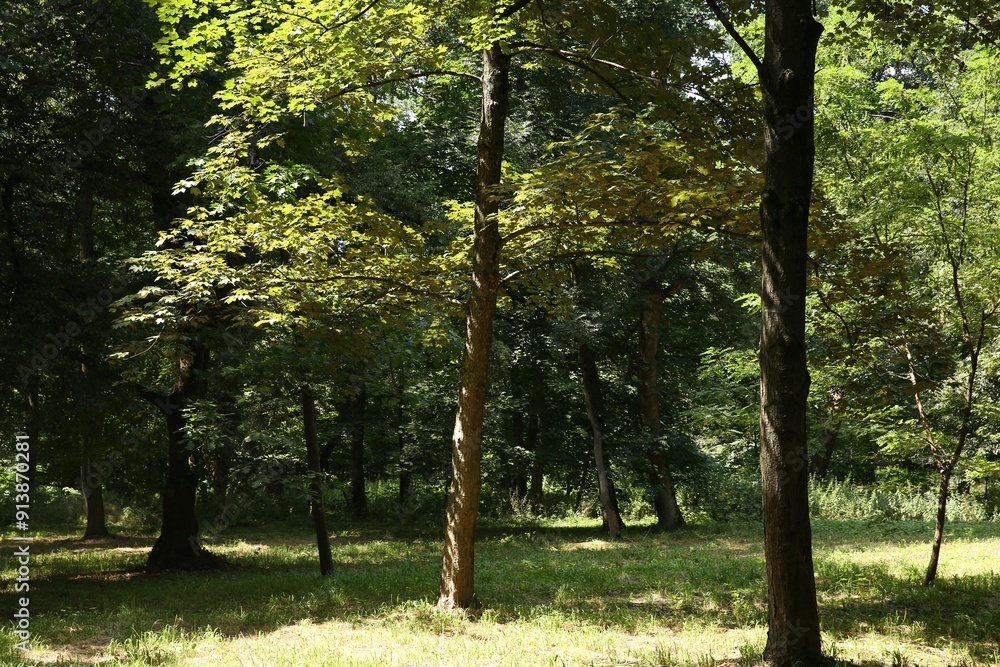Obraz premium Beautiful trees with green leaves in forest