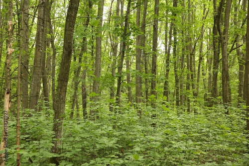 Wallpaper Mural Beautiful green trees and plants growing in forest Torontodigital.ca