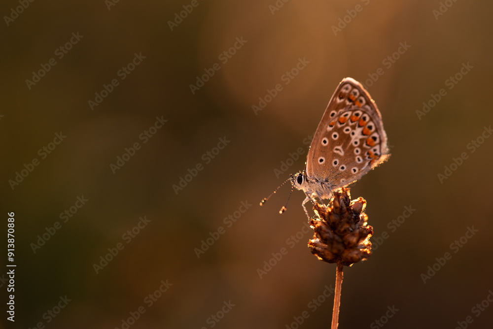 Obraz premium Motyl modraszek na łące o świcie.