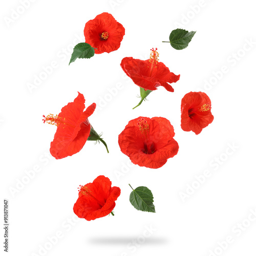 Red hibiscus flowers and green leaves in air on white background