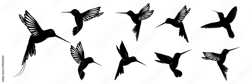 Obraz premium hummingbird vector