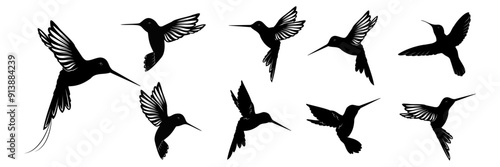 hummingbird vector