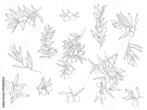 Sketch of olive branch with berries and leaves. Hand drawn vector line art illustration. Black and white drawing