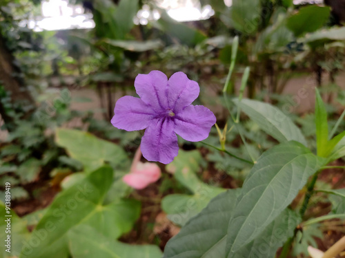 Ruellia simplex or Mexican petunia is a perennial herb that is native to Mexico and Central America. It is now widely cultivated in tropical and subtropical regions of the world, including India. photo