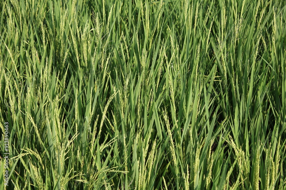 Young rice plants blown by the wind grow in fertile soil Young rice plants blown by the wind grow in fertile soil