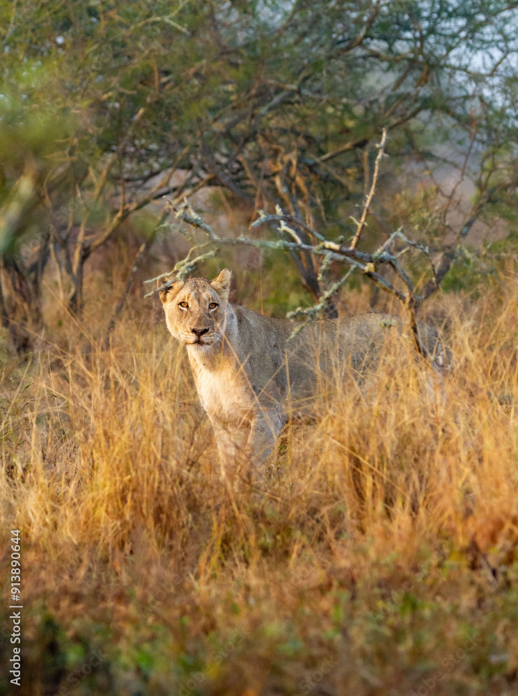 Lionesses in the bush with the sunrise light. Lionesses in the bush with the sunrise light.
